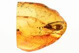Detailed Fossil Caddisfly (Trichoptera) In Baltic Amber #284650-1